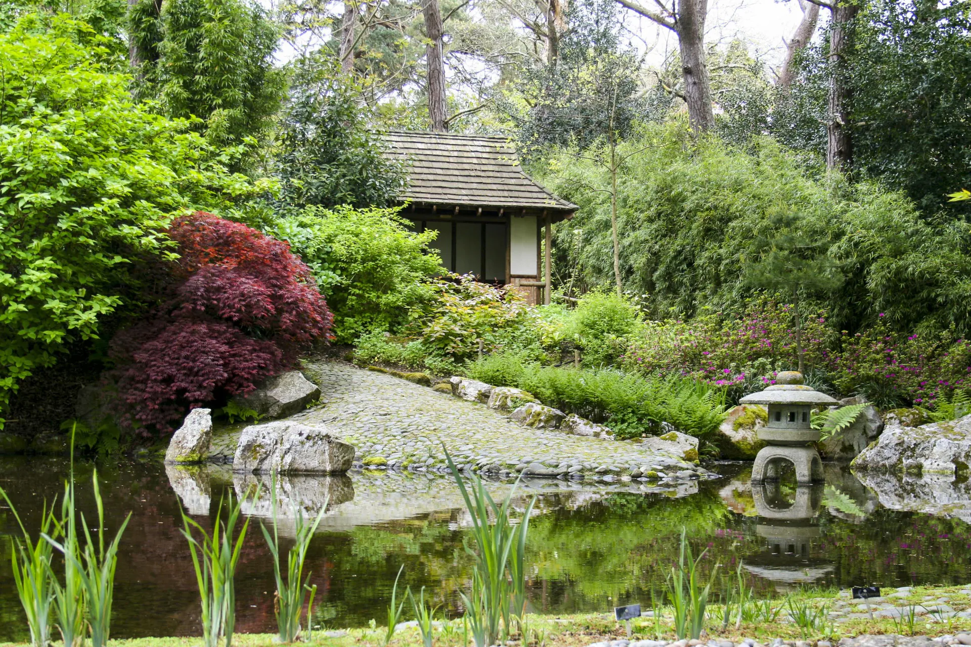 The Story Behind Our Japanese Garden