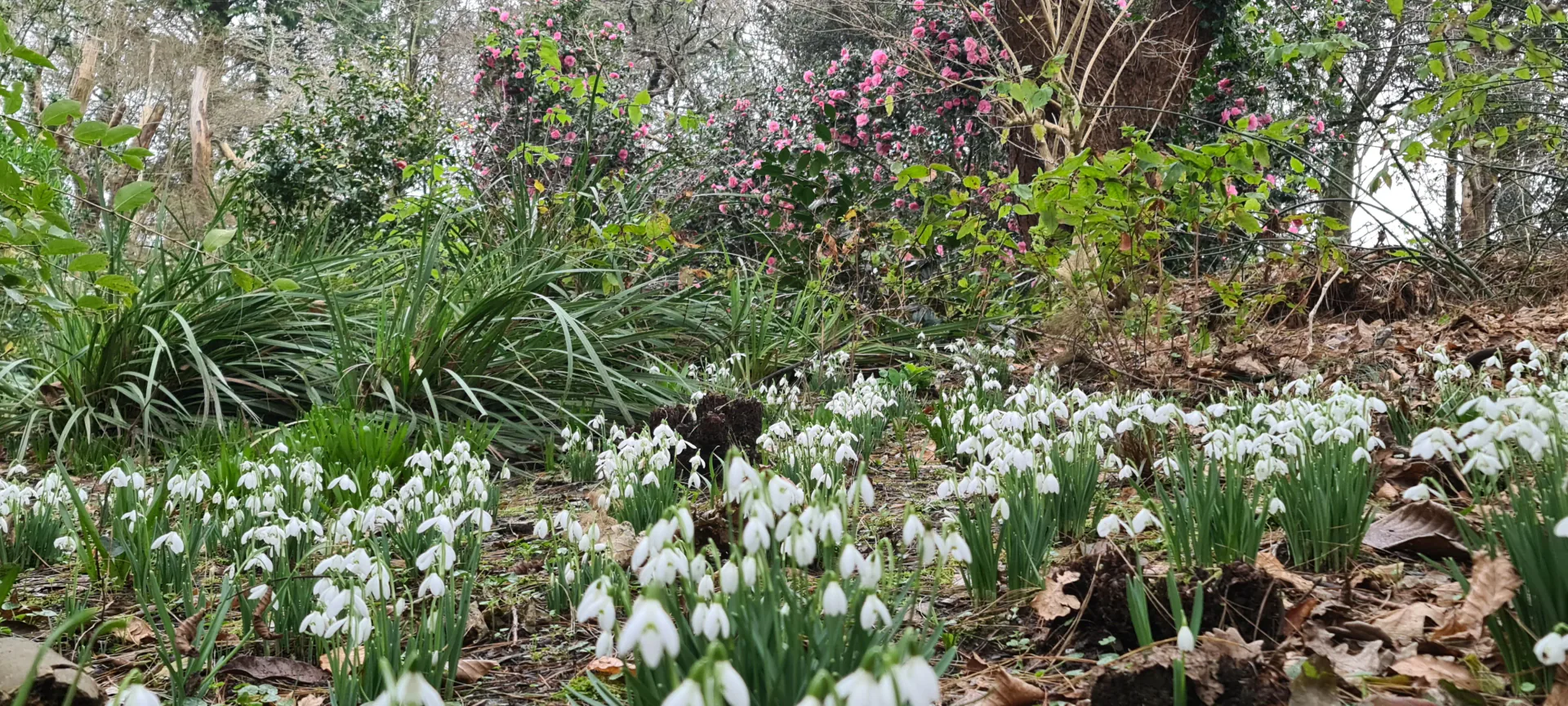 Discover the 'Hidden Gardeners' of Pinetum